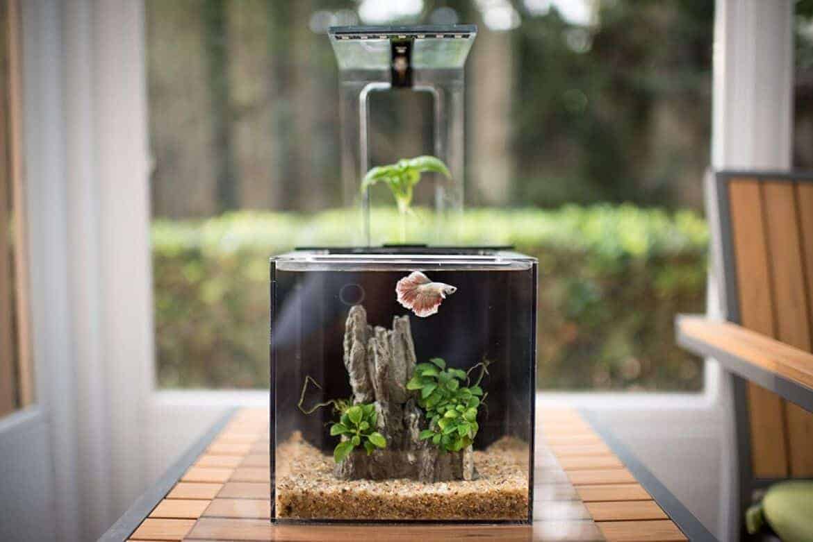 The EcoQube: Desktop DIY Aquaponic Gardening with Fish ...