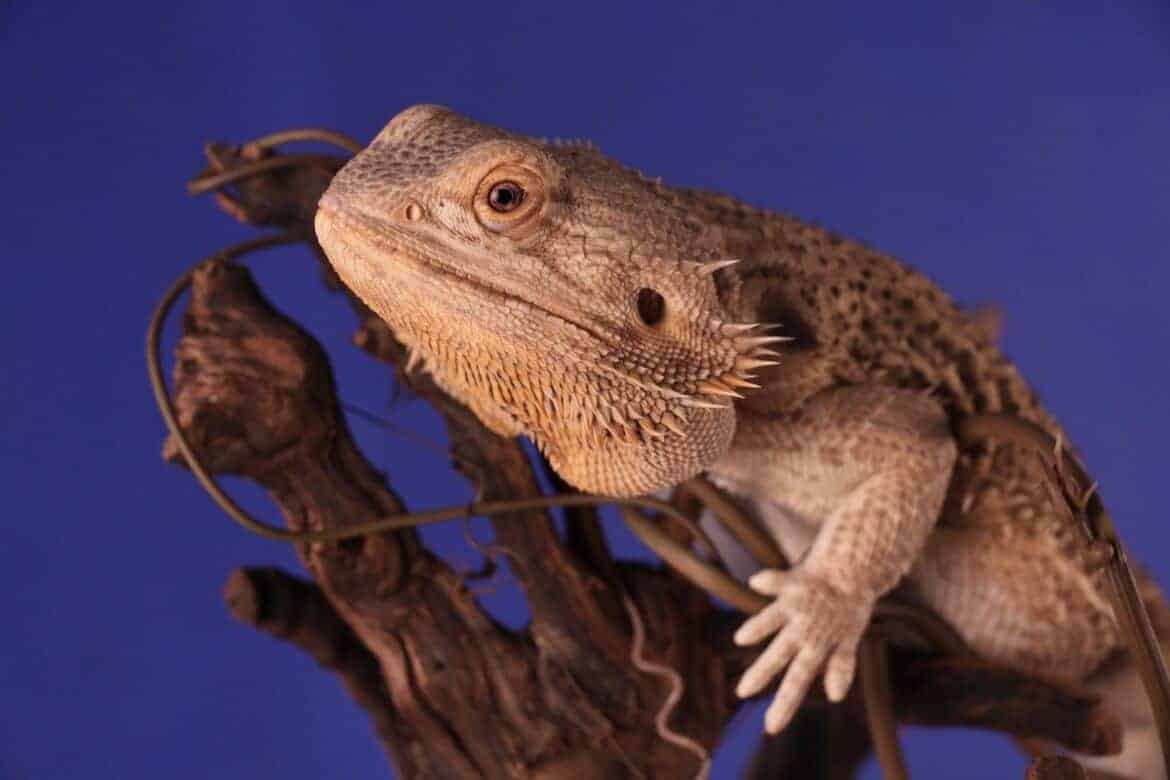 can-bearded-dragons-drink-tap-water-safe-or-not