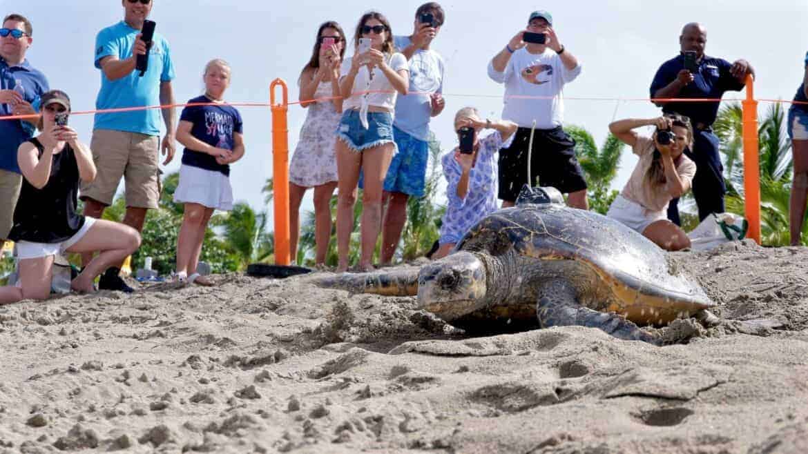 Sea Turtle Conservation And What You Can Do To Help 