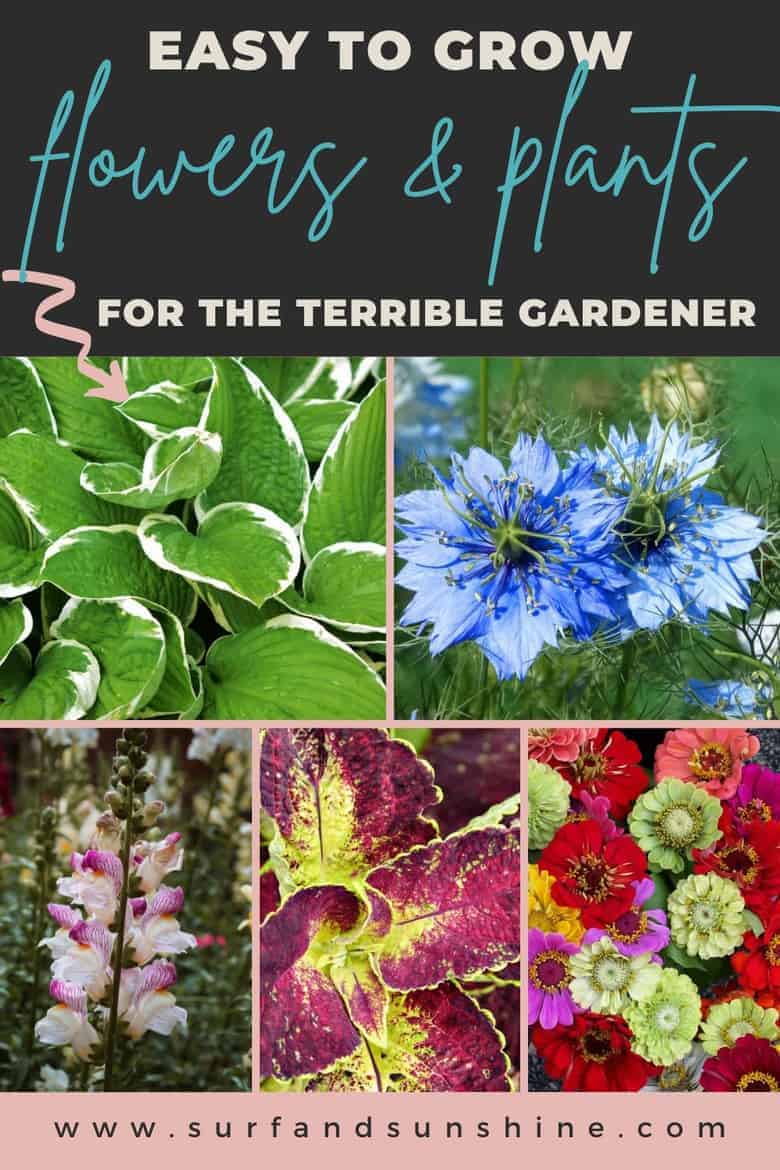 11 Easy To Grow Flowers And Plants For The Terrible Gardener