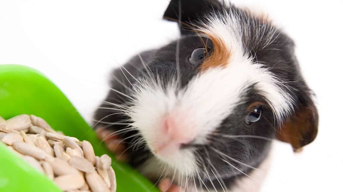 Can Guinea Pigs Get Fleas?