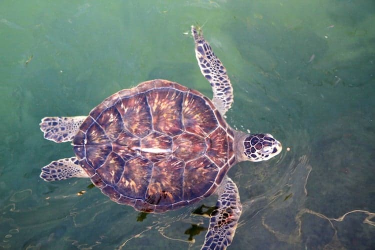 Adopt A Sea Turtle When You Visit Florida