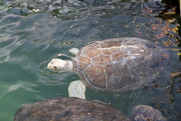 Adopt A Sea Turtle When You Visit Florida